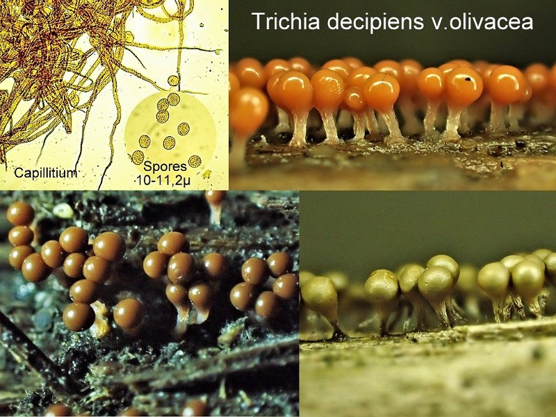 Trichia decipiens var.olivacea-amf2159-1.jpg
